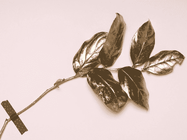 网页版短信攻击